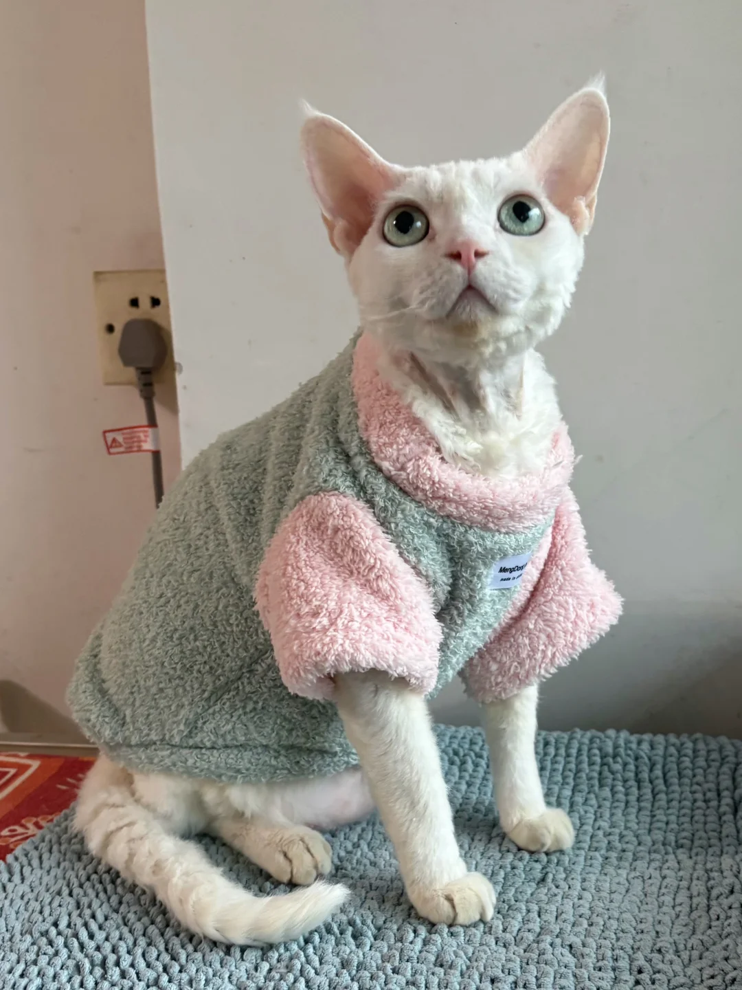 深圳降温第一天的怕冷咪