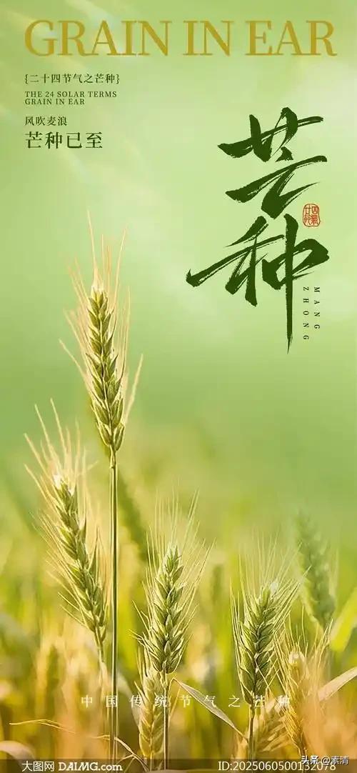今日芒种，望着满田金黄麦穗的图片，心底满是怀念。老话讲芒种，一边收麦、一边插秧，