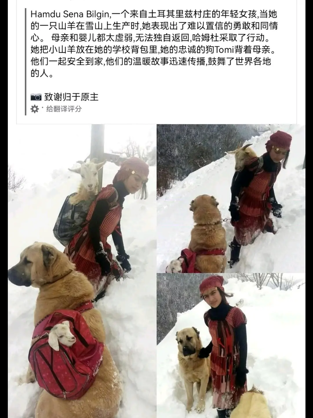 坎高犬