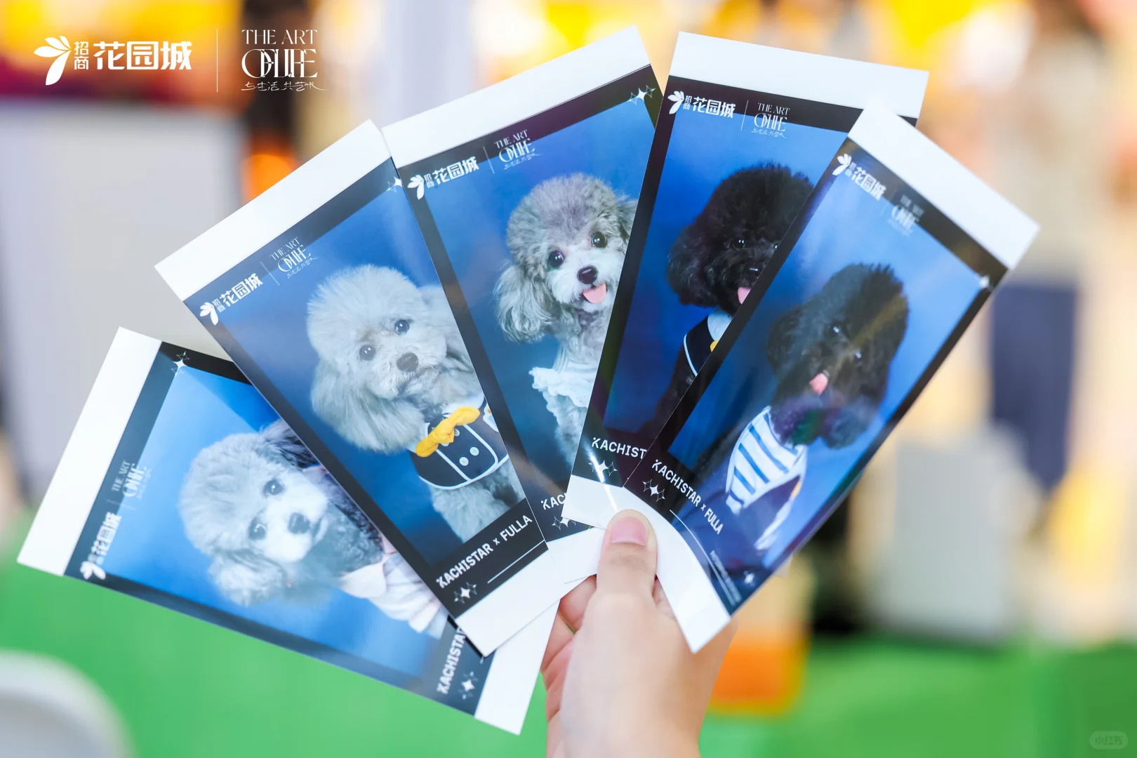 小狗有自己的小卡