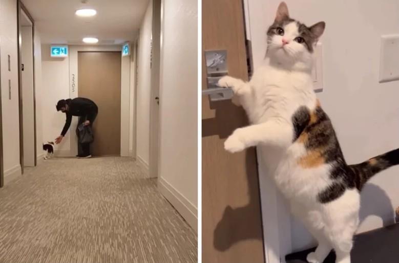 猫咪竟然也会暗恋人类？一只加拿大的家猫爱上住在同层楼的陌生男子，经常主动跑上前去
