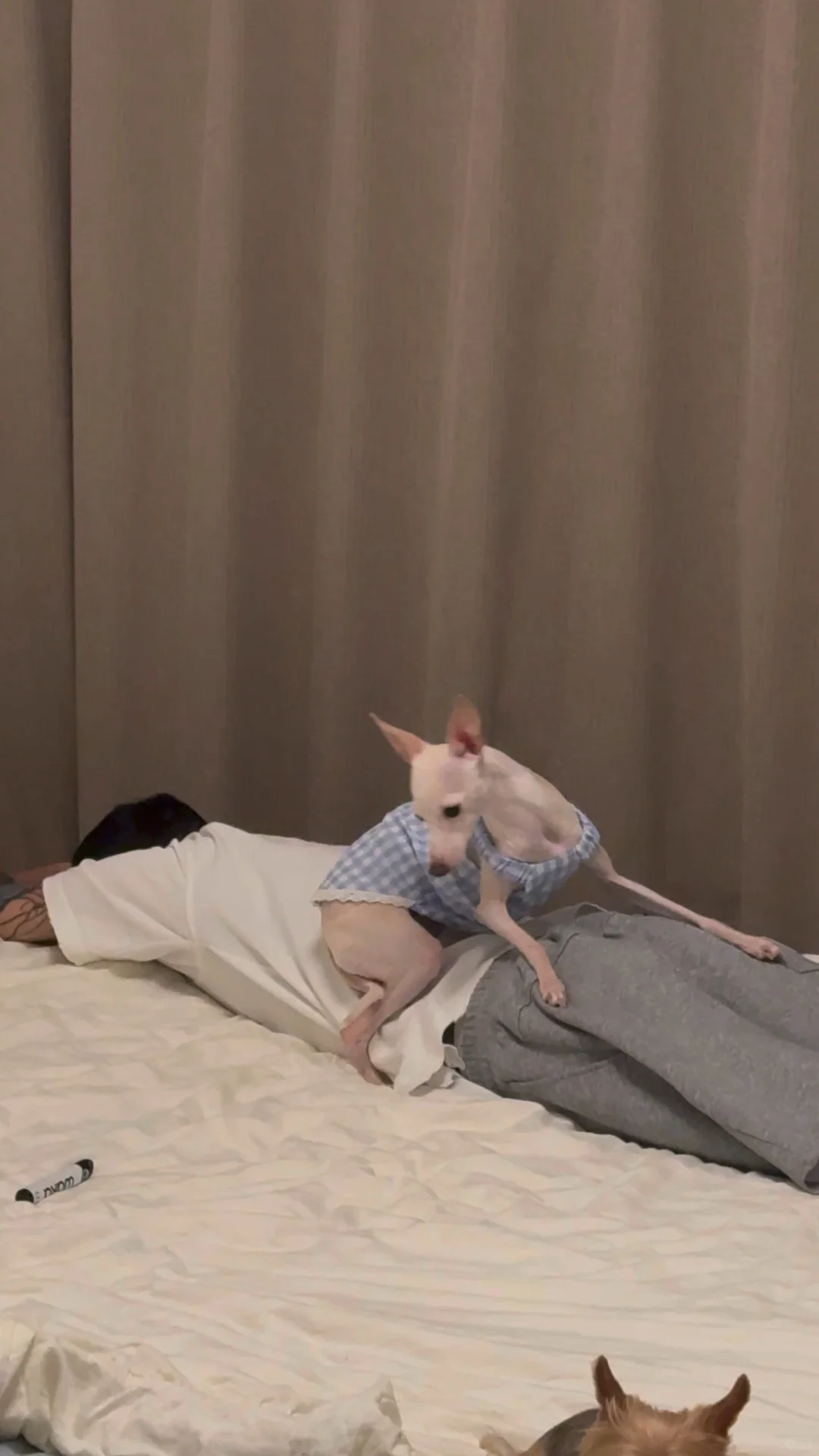 狗仔日常🧩