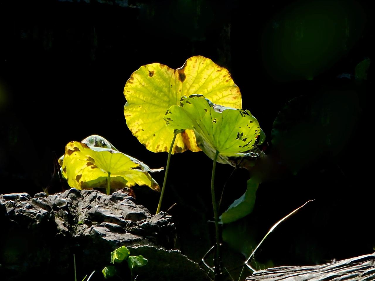 《枯叶》
        在边城生活了五六十年的川人，总会拿成都和乌鲁木齐做比较