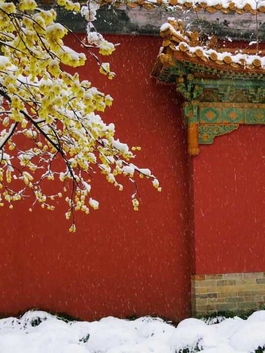 1月份来南京，拍过这6个地方的蜡梅再离开