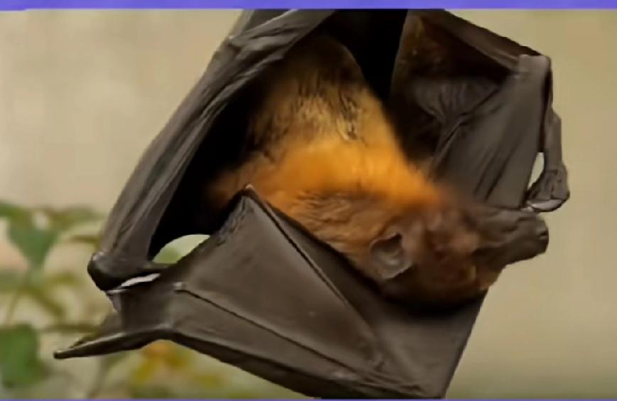 注意了，印度补九只蝙蝠查尼帕病毒，竟有一支检出抗体，还好没活病毒这次溯源，因确诊