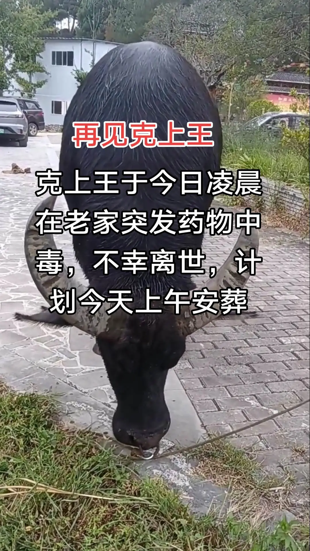 斗牛视频 克上王牛王