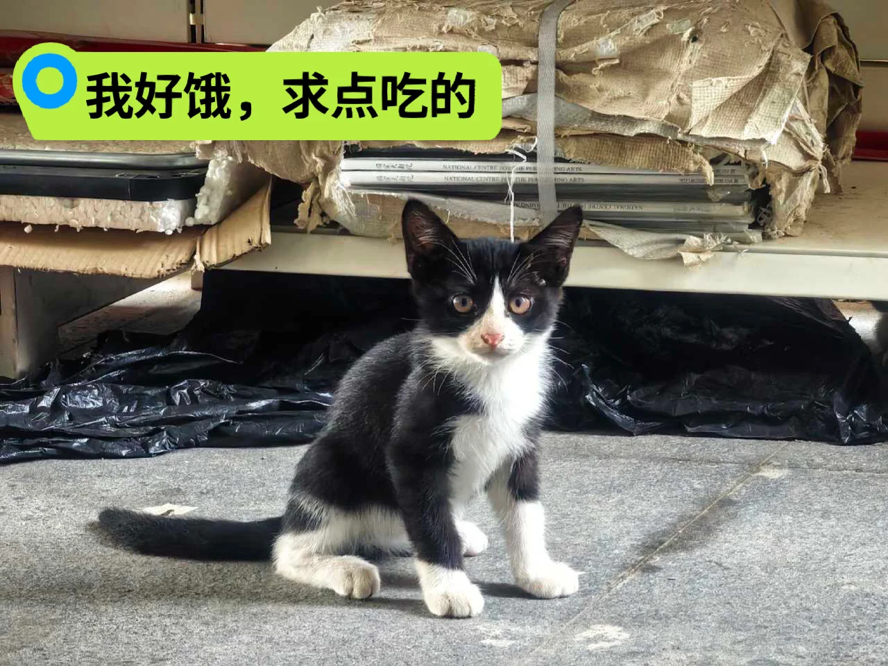 救命，单位明令不让喂流浪猫，要把小猫饿死。几天了，饿得小奶猫追着人要吃...