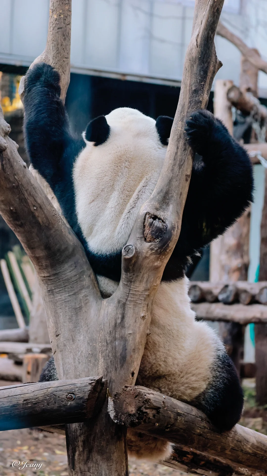 11.18萌兰背肌🐼萌兰说不用羡慕我你练你也