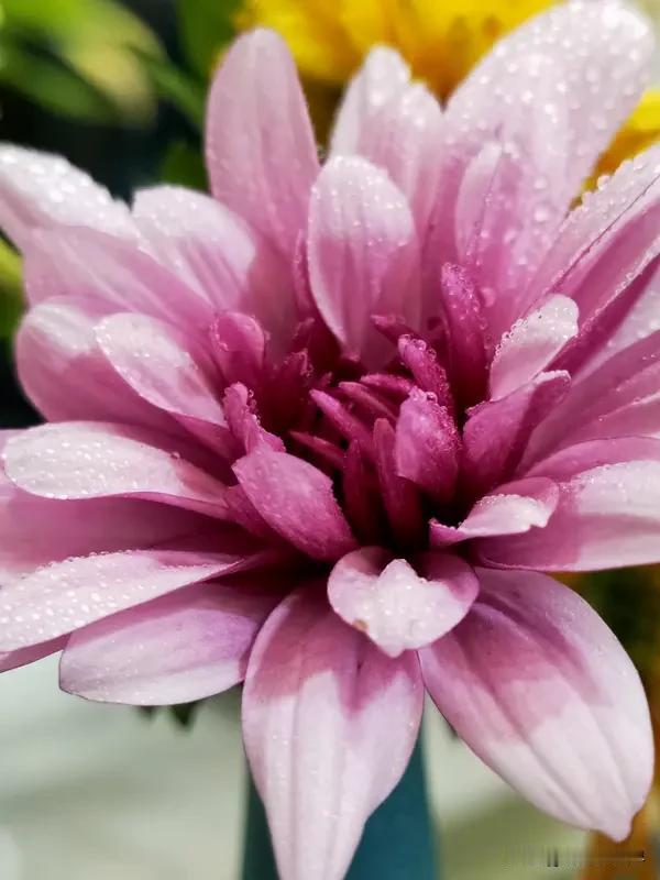 春天到了，最美的花当然要随手一拍分享！
昆明斗南七彩花海绝了，春节刚过就成焦点。