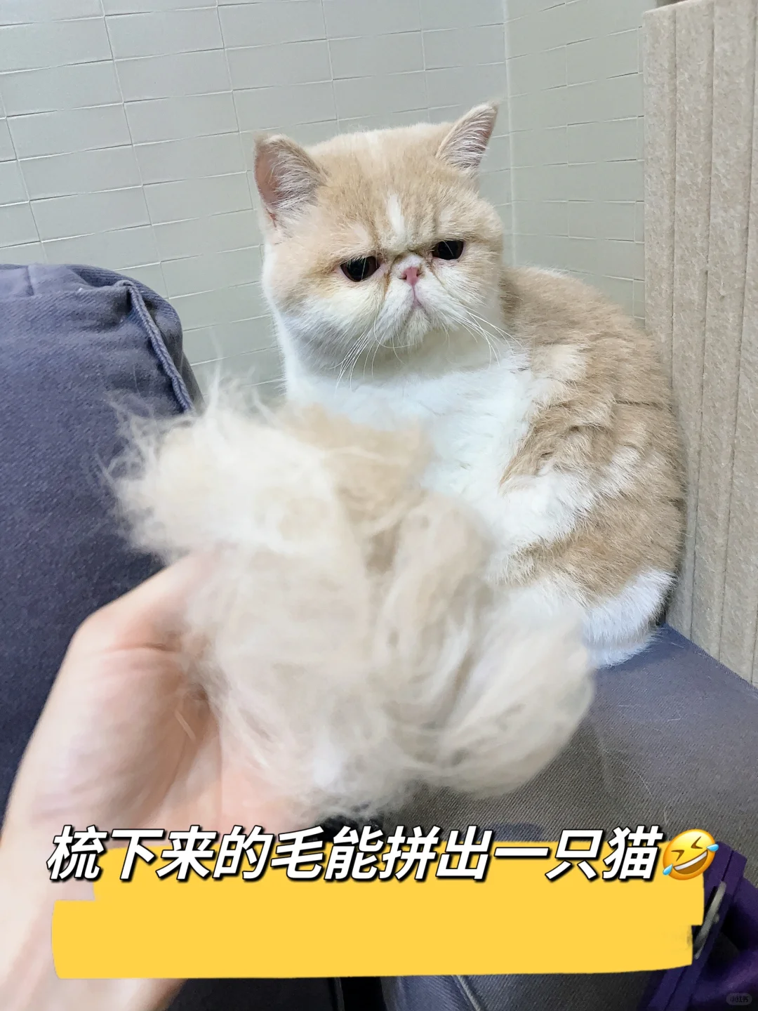 不梳不知道，感觉梳下来的毛能拼出一只猫