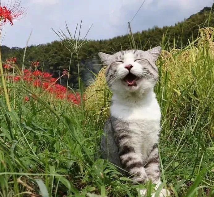 喜欢旅行的猫