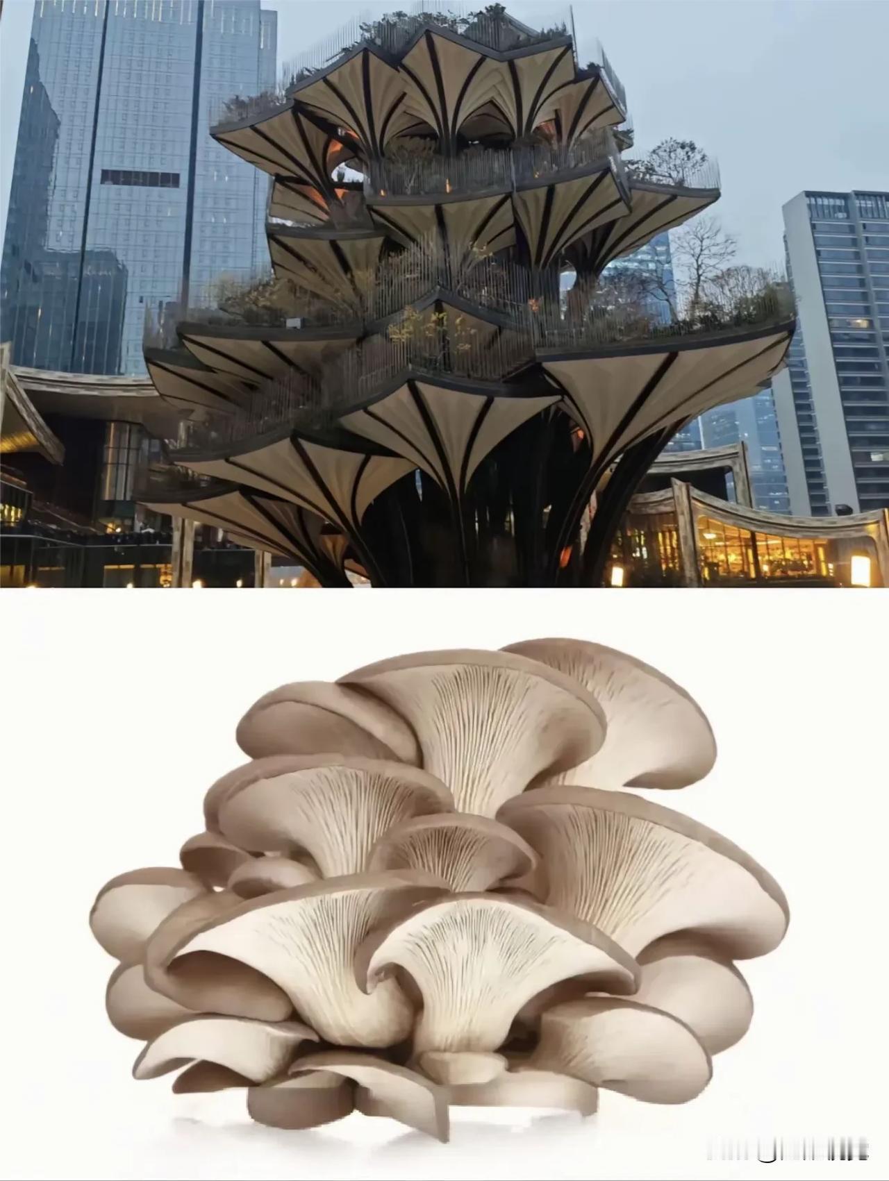 哇，这蘑菇长得真像未来建筑，好像能自己从土里长出来一样！这两天陕西西安的万象城火