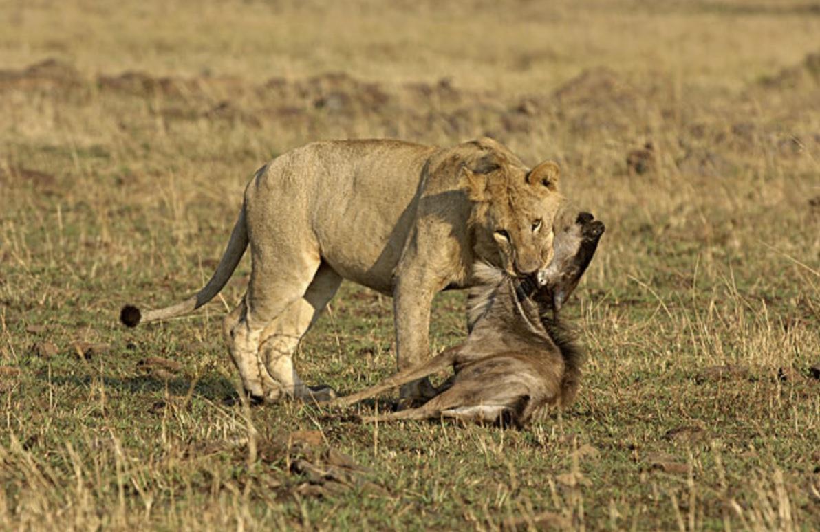 幻想源于误判，现实决定结局
伊朗当权者为什么会幻想美以会放过伊朗？
美以的核心目