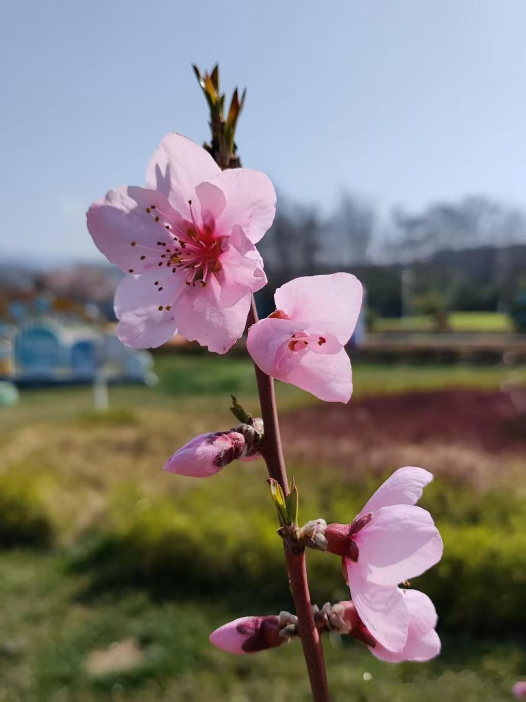 春深
明前新雨乍初晴，
万物欣欣竞发生。
轻捻花梢凝晓露，
微惊蕊底采蜜蜂。