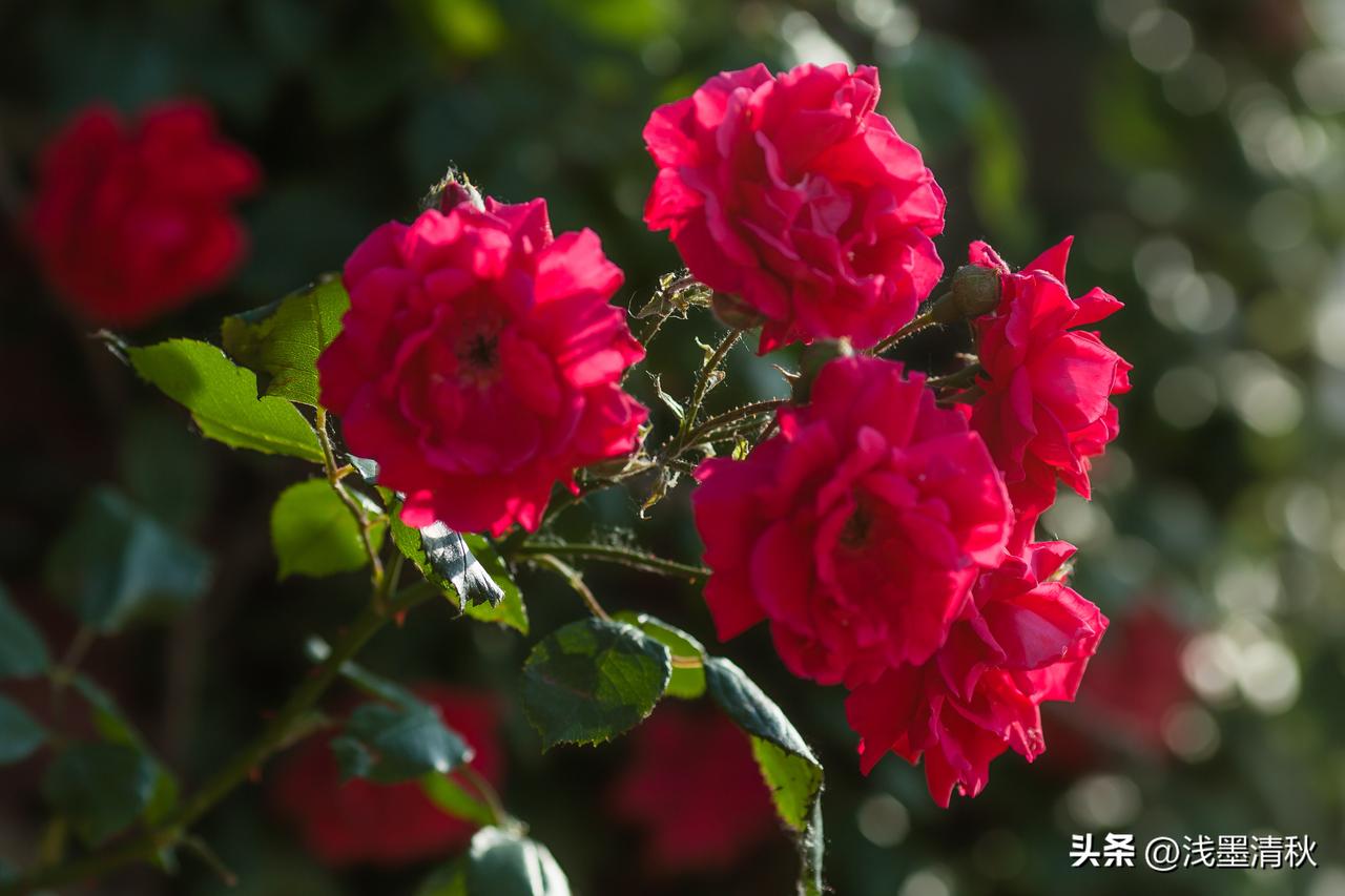 【一眼惊鸿】

轻风漫拂花间影
寸念深藏不语悲
尘海纷呈千种色
难逢君目一瞬痴