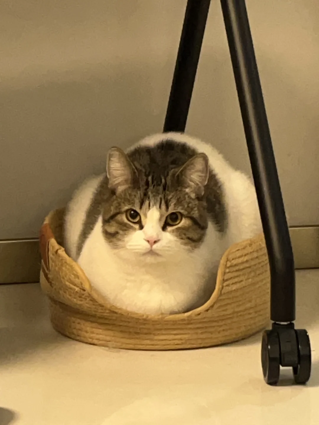 是 1️⃣ 辆 猫 还是 1⃣️辆邪恶大鼻噶❓