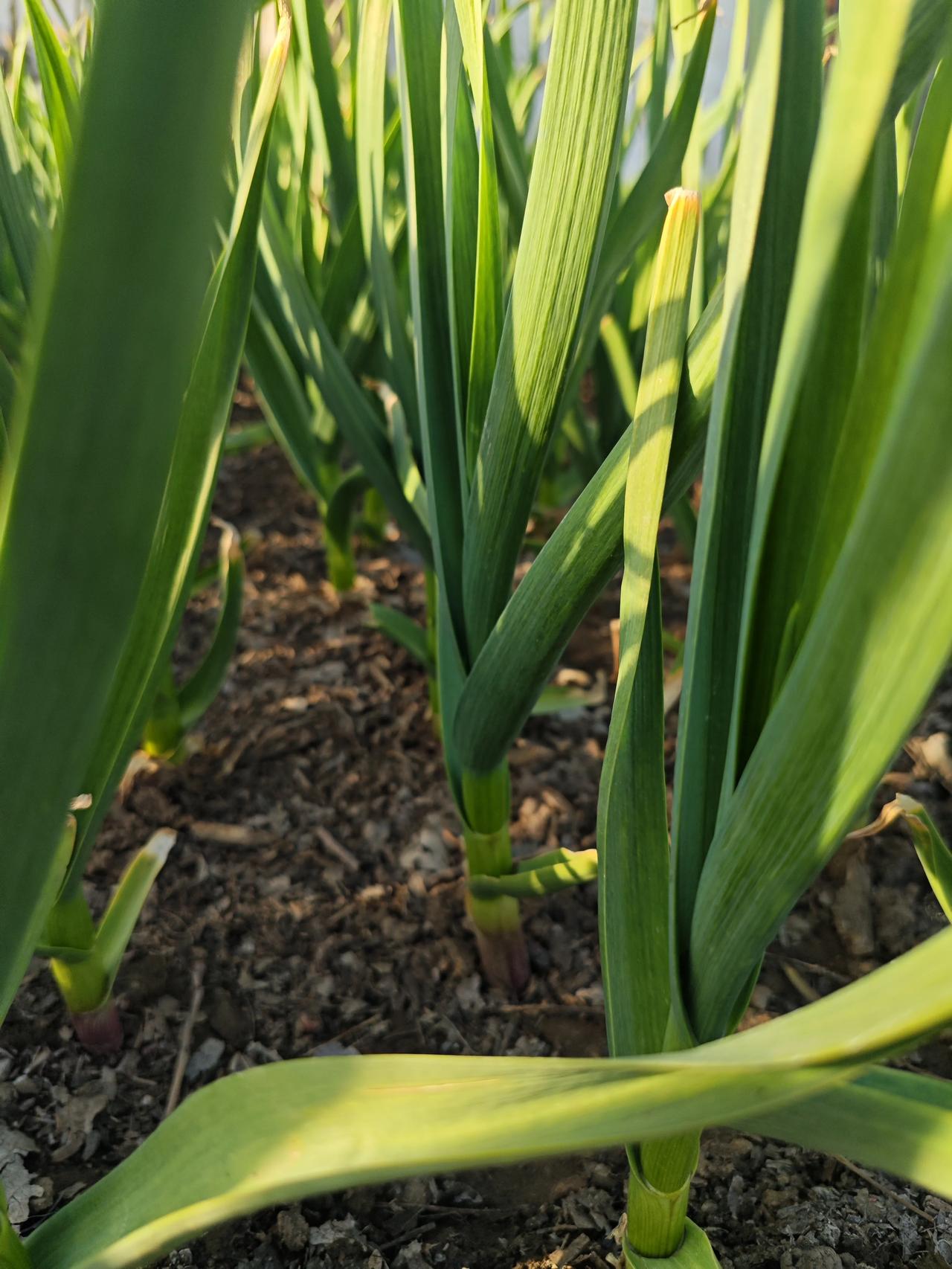 春天到来，万物更新，蒜苗长大，菠菜变绿，我站在地里。西阳把我的影子拉长，又到时间