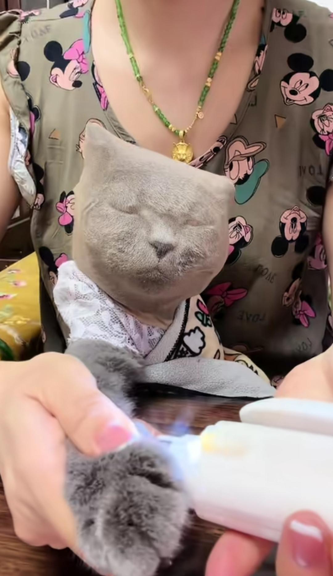 第一眼，这是个啥猫？兵马猫吗？咋长成这样了，石化了吗？
好搞笑啊，这是在给猫剪指