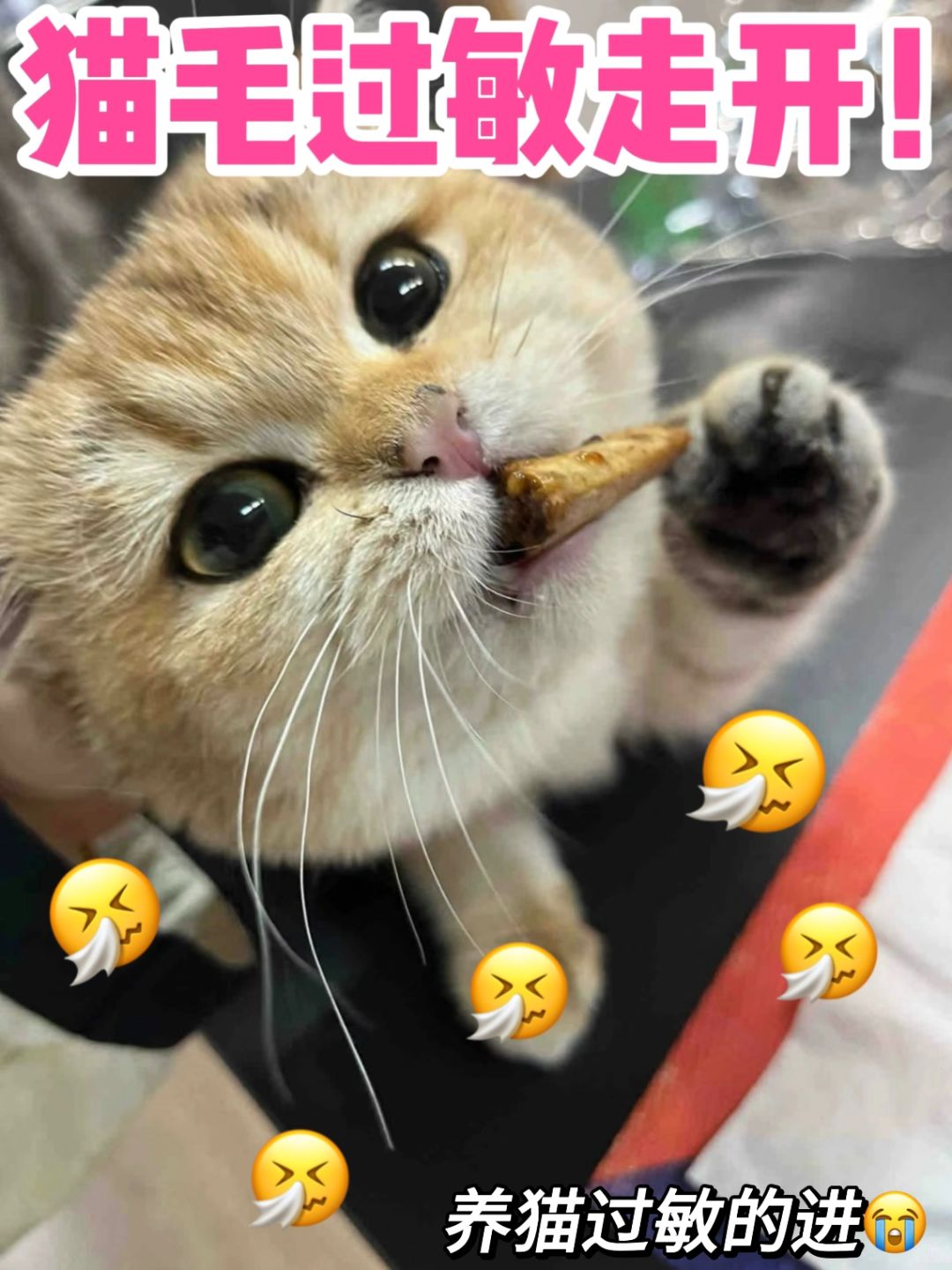 养猫想要防过敏？这个宝藏好物得安排