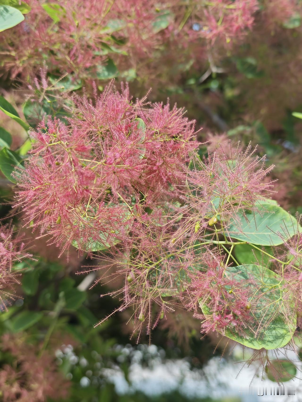 绿肥红瘦的暮春时节，飘飘洒洒如烟似雾的黄栌“花”，成为了亮眼的颜值担当。

跟豆