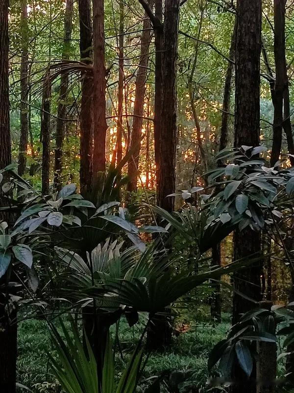 上联：夕阳醉卧幽林晚，诚邀下联，，晨光迷恋野径晨！[烟花]