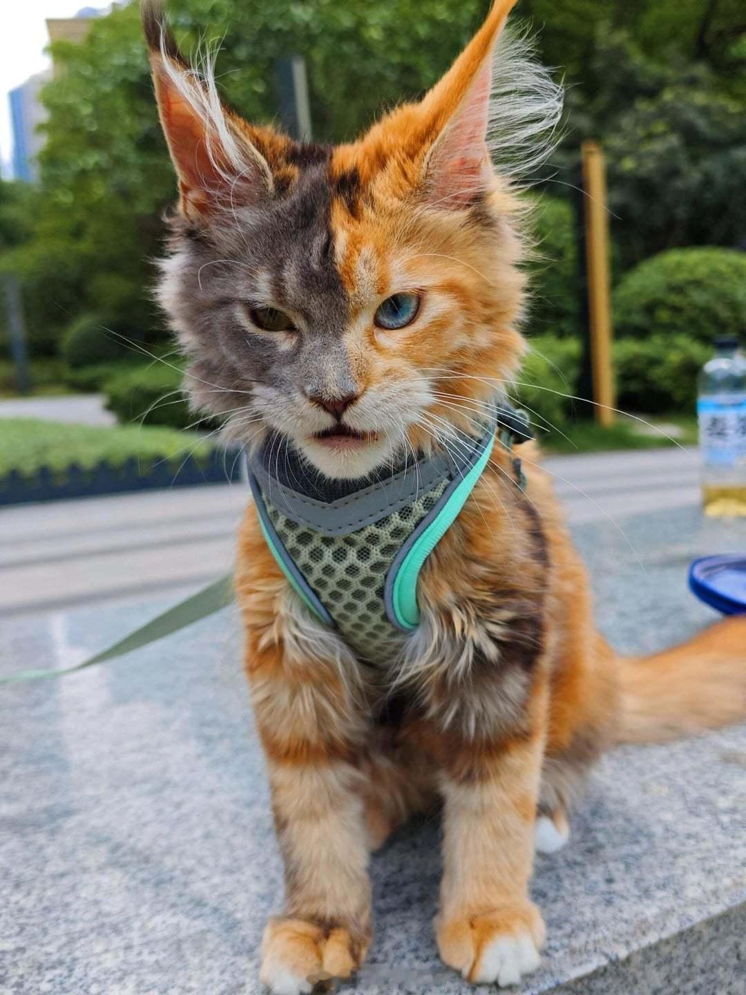这只猫的毛色和双眼都呈现出界限清晰的两种颜色。 