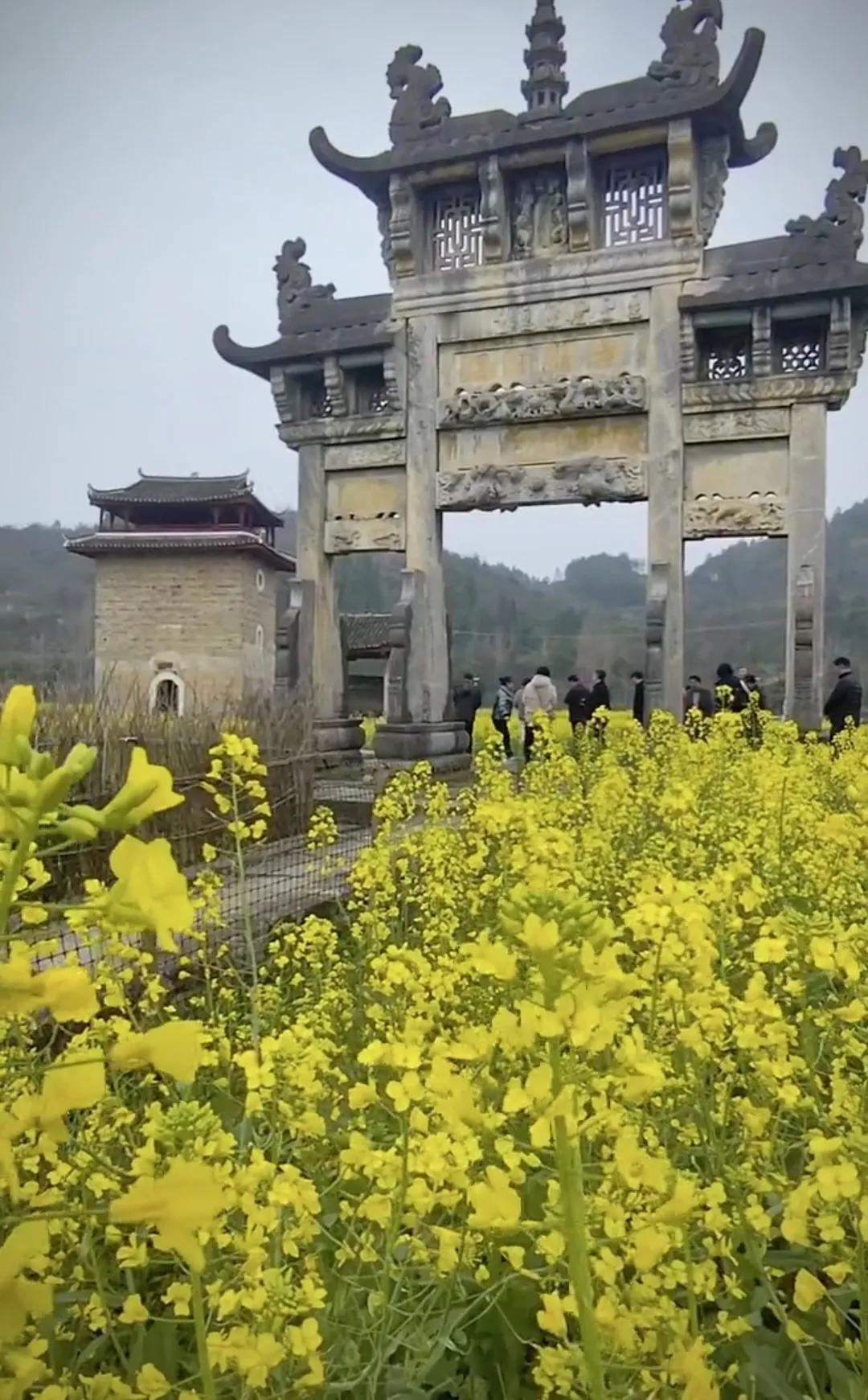 【油菜花田中月岭石牌坊：二百年风雨不倒，每一石都充满历史的烙印】
在一片金黄的油