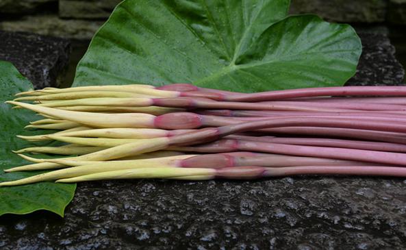 芋头花也叫芋蓉，芋张花🌺什么神秘