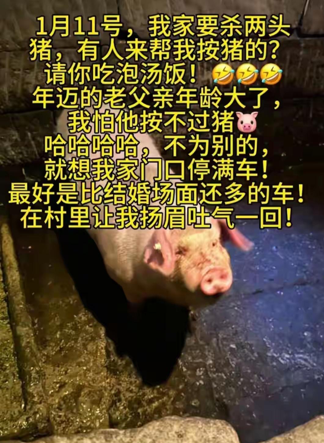 呆呆家的猪立了大功，

估计猪都要在心里嘀咕了“你大方，你清高，你拿老子的民来搞