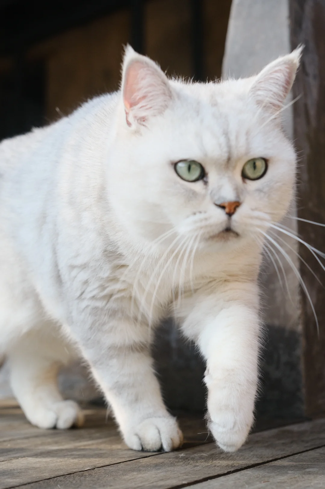 我家宠物好可爱 镜头下的猫咪 银渐层 玩猫丧志