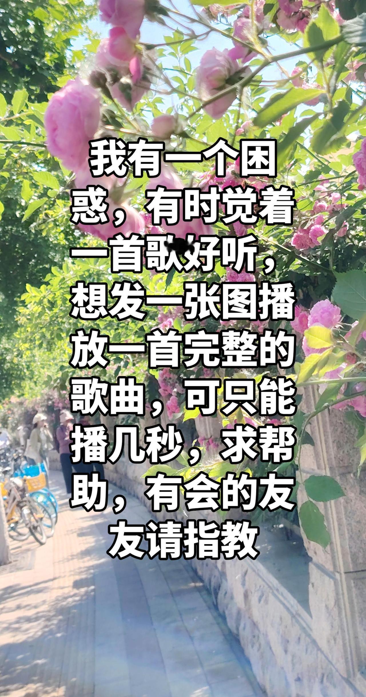 真实生活分享计划 身边有美景无需远游 鲜花盛开的街道 最美花路