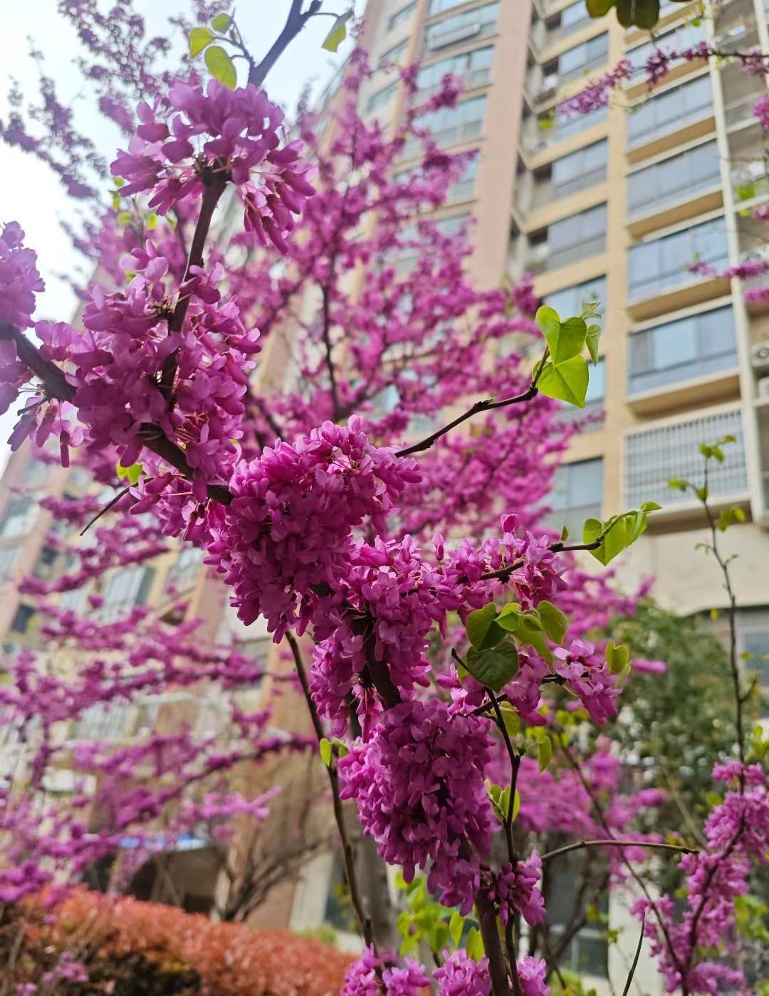 四月启幕，微风渐暖，   让我们在这绽放的季节里，   写下春天的誓言，活出花开