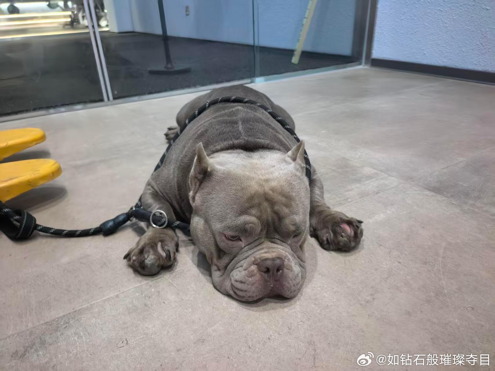 晴奶健身房门口的🐶 
