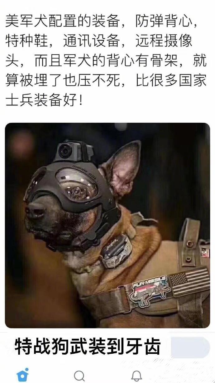 这么牛逼的狗狗你见过么，武装到牙齿！ 