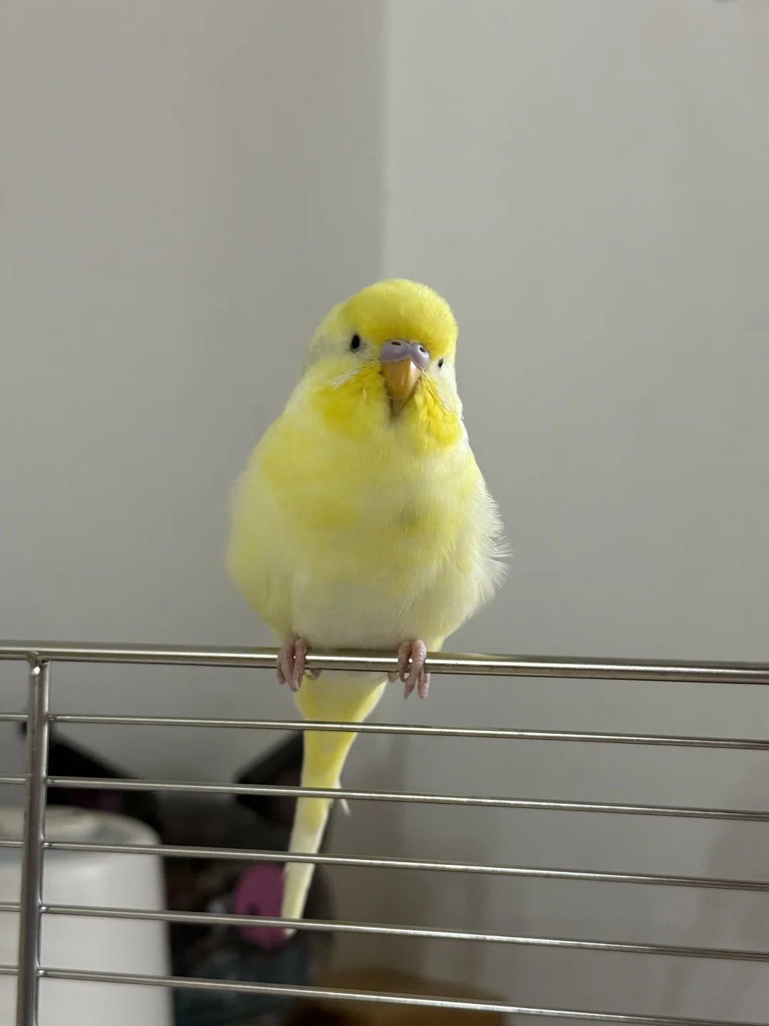 眼睛瞎在小鸡上