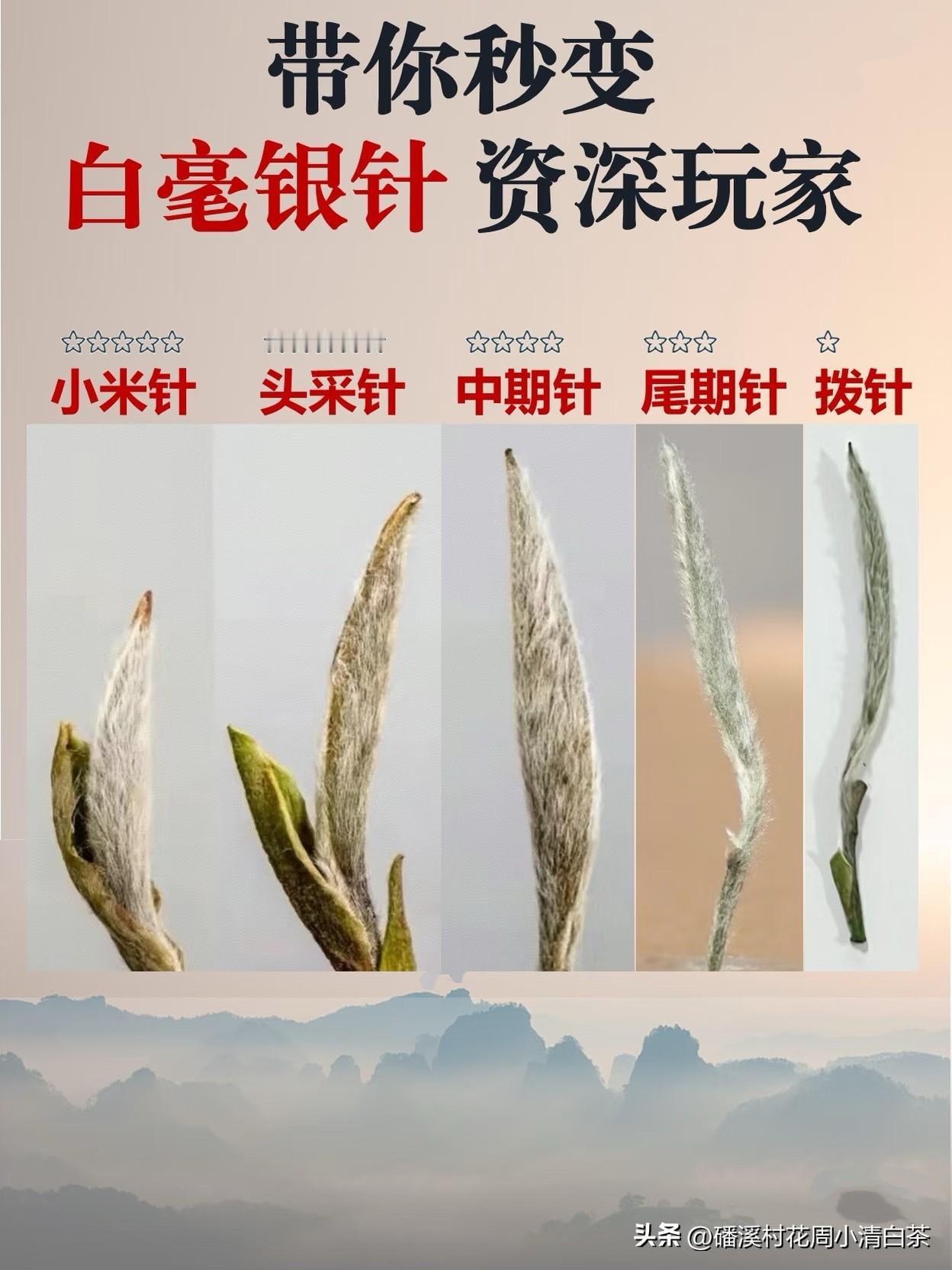 仅这张图，带你秒变白毫银针资深玩家，抓紧收藏起来吧。白毫银针