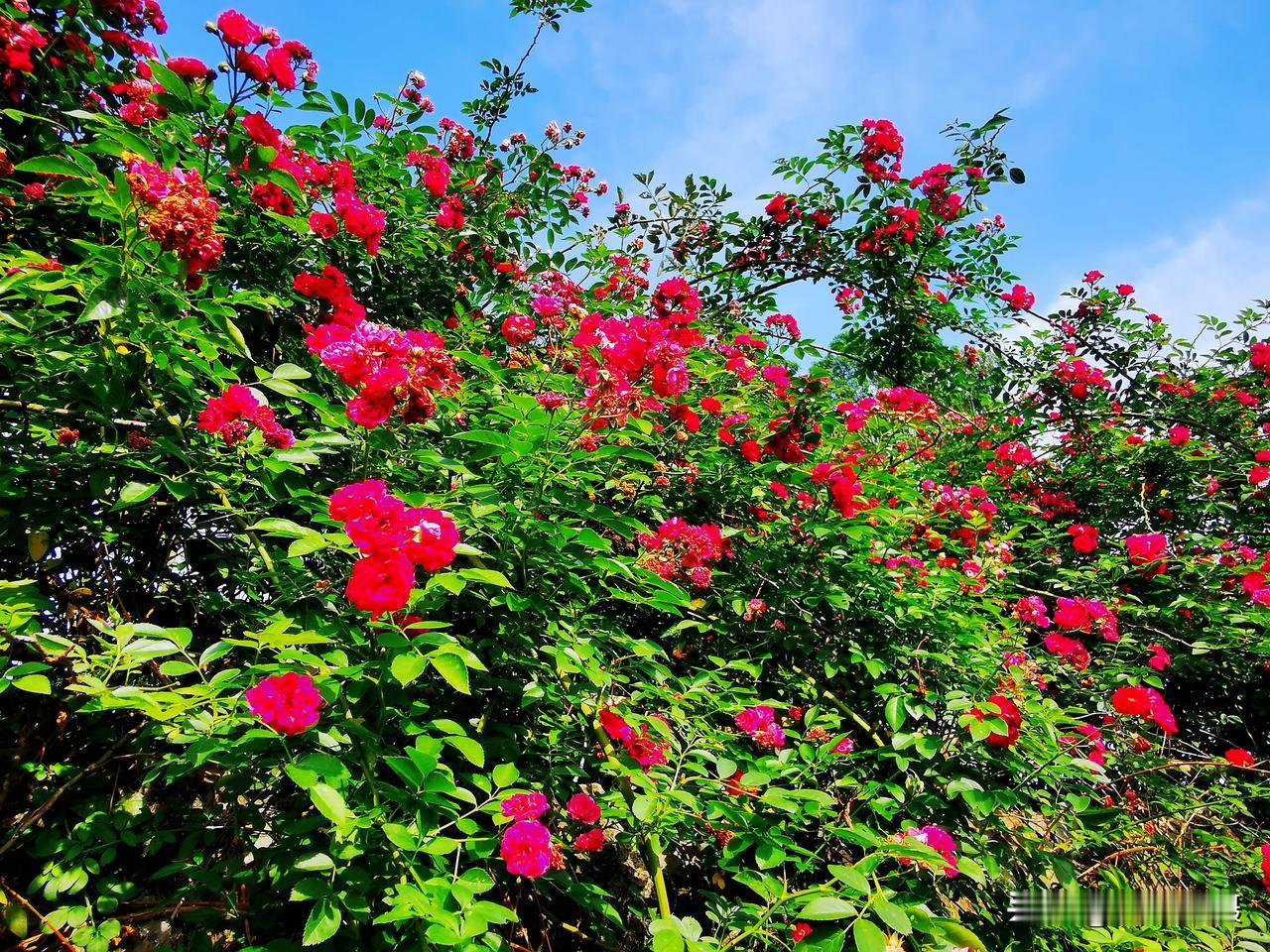 晒图笔记大赛柳州园林科技园红木香藤本月季