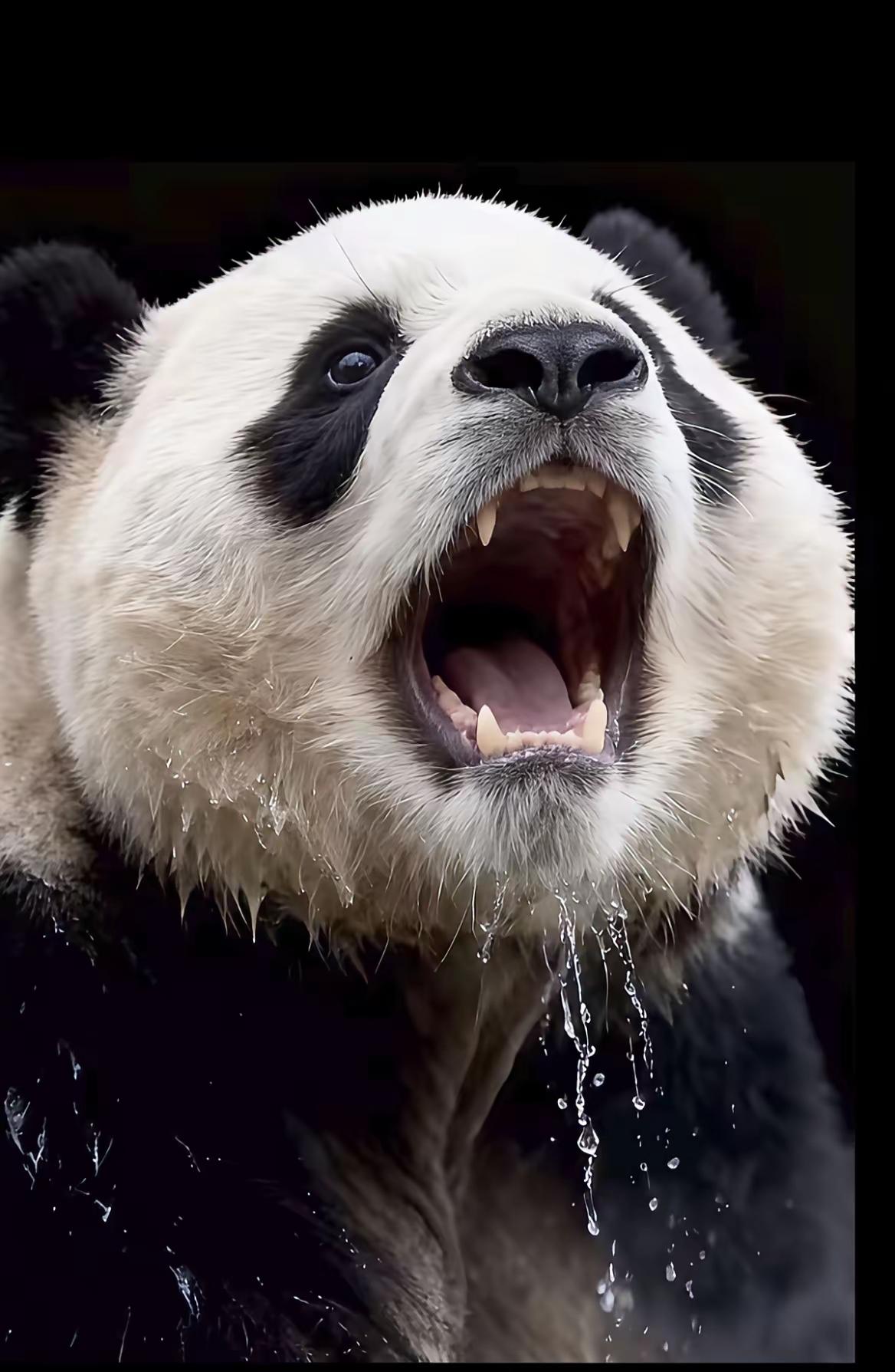 福宝你是萌起来真萌
福宝你是猛起来真猛
福宝福公主的这张照片
看起来特别震撼
如