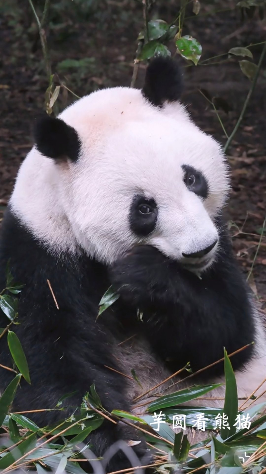 每一次看到叶子美照都会想起某一天我妈突然跟我说了一句她觉得花花的妹妹长得很漂亮?
