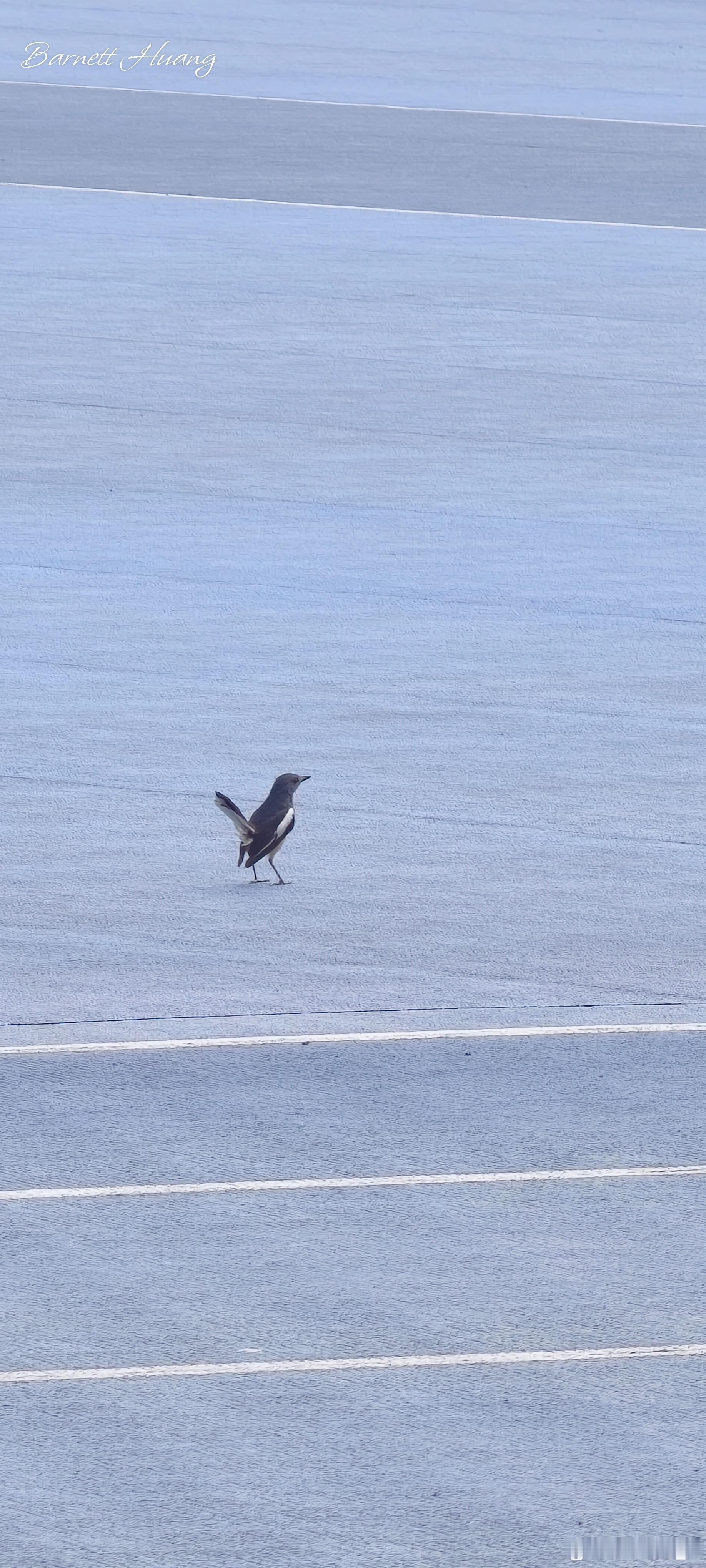 20260719，早安Copsychus saularis 鵲鴝，牠的頭部、喉部