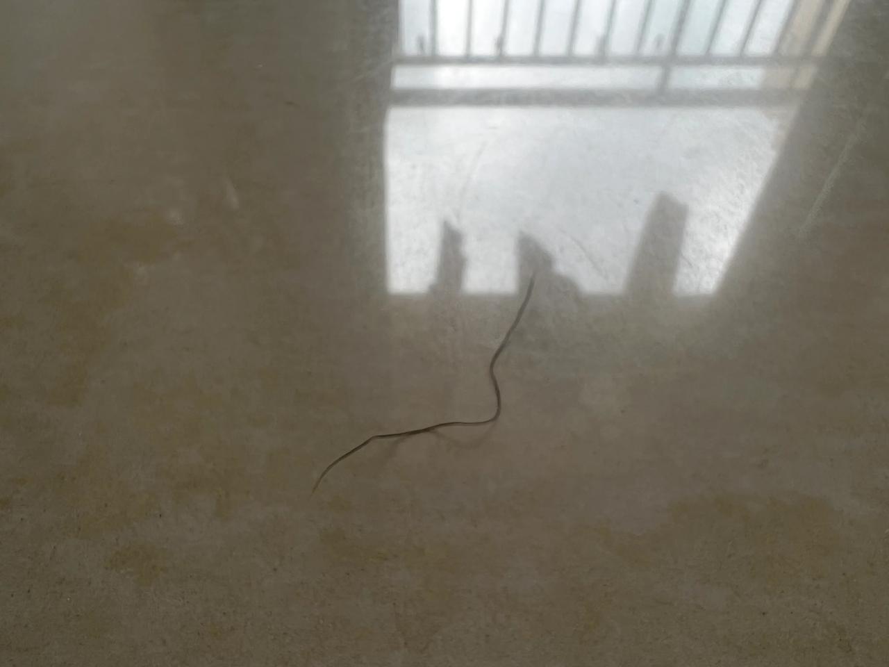 不懂就问！我在家没有光着身子，为什么时不时就会发现地板上有毛毛呢？实在百思不得其