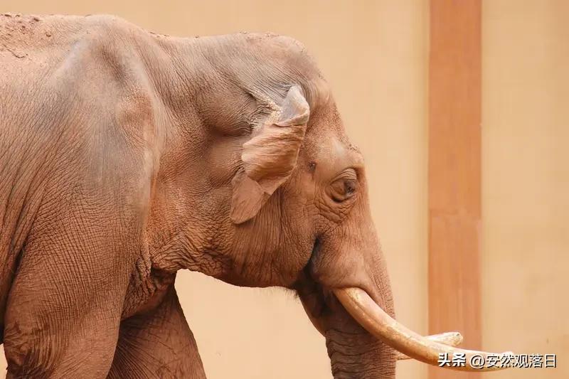印度这头65岁大象死亡的事儿太让人痛心了。它生前被涂满粉色颜料，这画面想想都难受