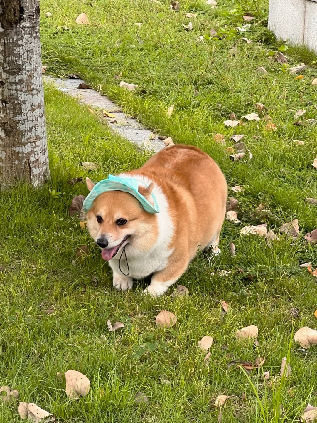 猪猪我呀..今天已经运动了5分钟了噢🐷