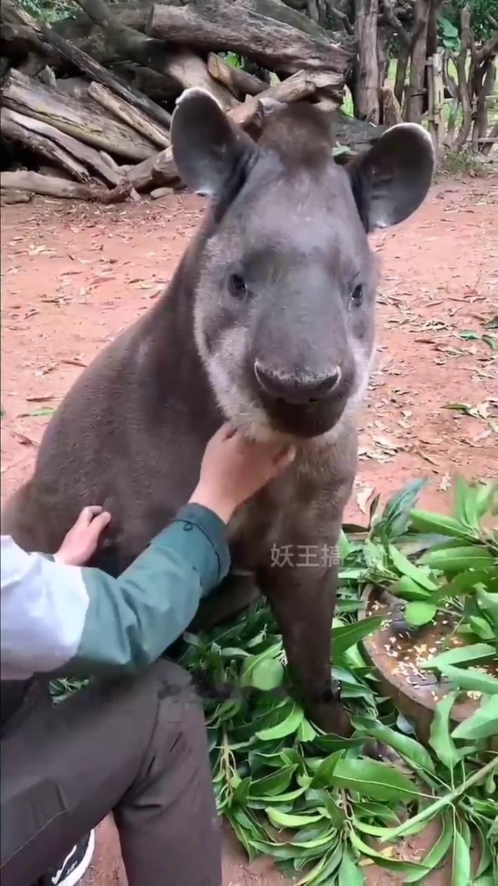 妖王搞。
它是猪又不像猪，说它是狗又不像狗，就感觉它长每个部位都是东拼西凑的。大