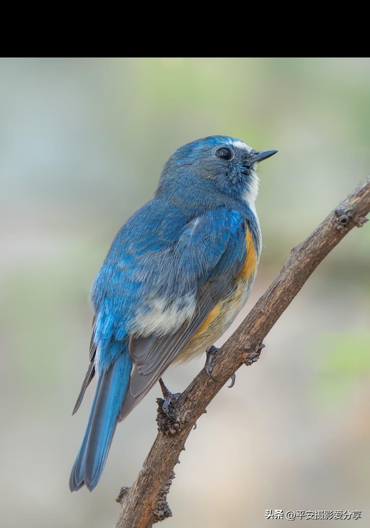 小鸟依人 亲近野生鸟类抓拍 自然界中的鸟类 小鸟旅游照 鸟拍照 小鸟山水美景 鸟