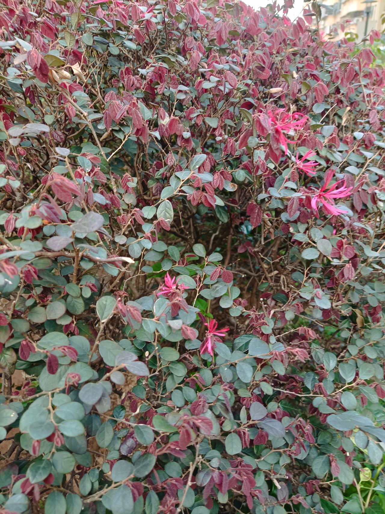 发一张你相册最近拍的花昨天在小区公园拍的红花继木，开的花也很好看