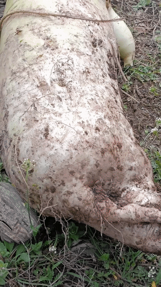 一名男子竟然种出一个二十多斤的大白萝卜？
这真是看起来太罕见了！鲜美白萝卜