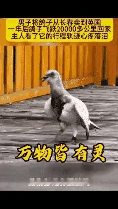 谁能想到一只被卖到海外的鸽子，心里还死死惦着千里之外的故土，这份执念真的戳心。 