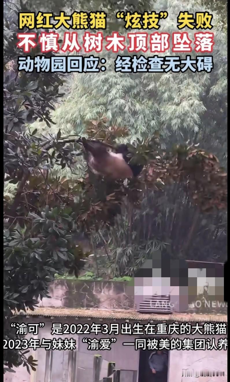 家人们谁懂啊！重庆那只网红大熊猫“渝可”又整活了！本来想在树顶炫个技，结果脚一滑