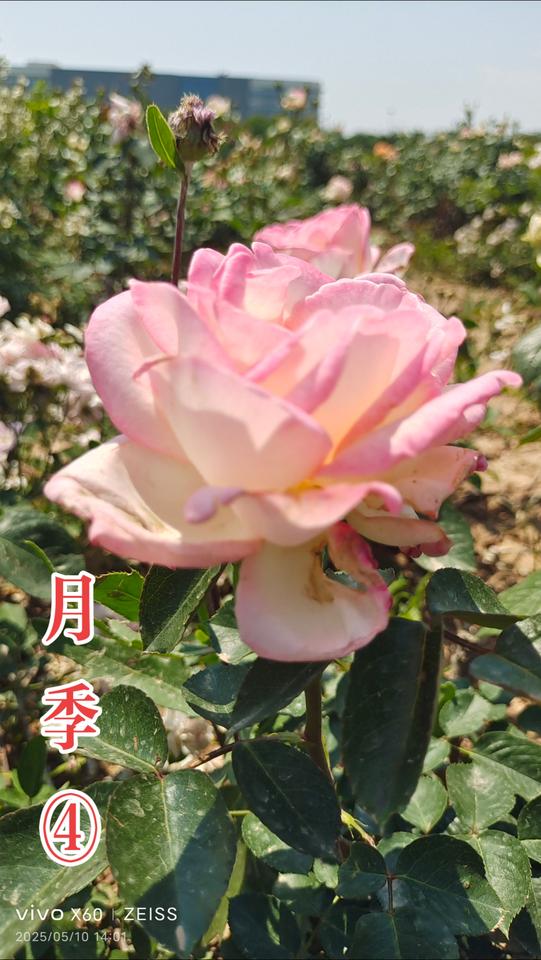 看见音乐 一花一草一世界